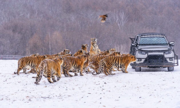 Siberian Tiger Park