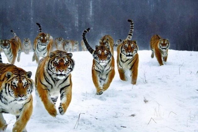 Siberian Tiger Park