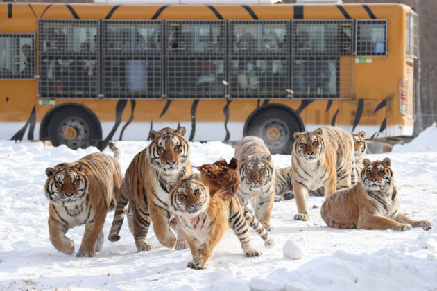 Siberian Tiger Park (东北虎林园)