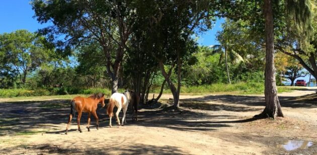 Vieques National Wildlife Refuge