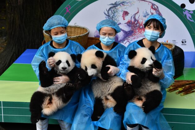 Chengdu Research Base of Giant Panda Breeding