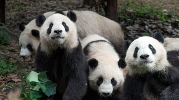 Chengdu Research Base of Giant Panda Breeding