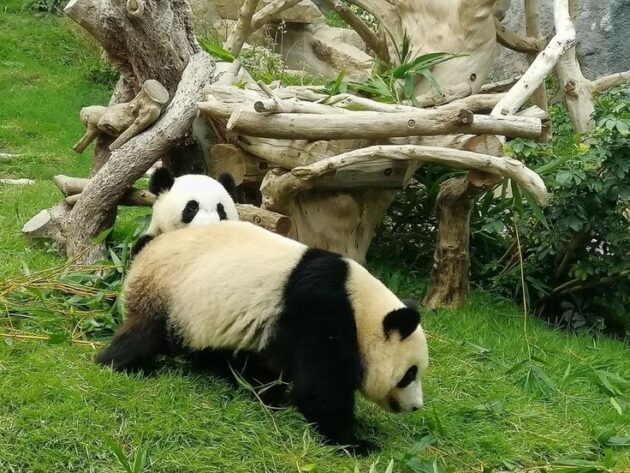 Macau Giant Panda Pavilion