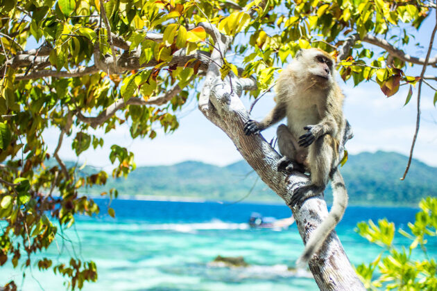 Nanwan Monkey Island