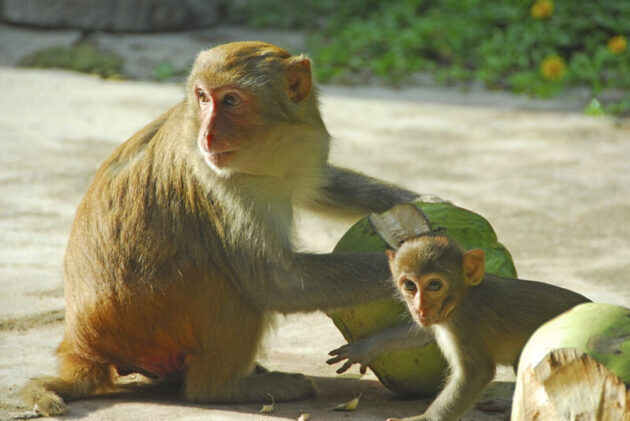 Nanwan Monkey Island