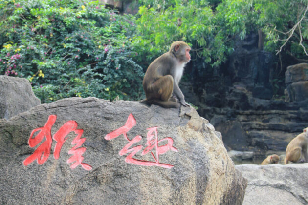 Nanwan Monkey Island