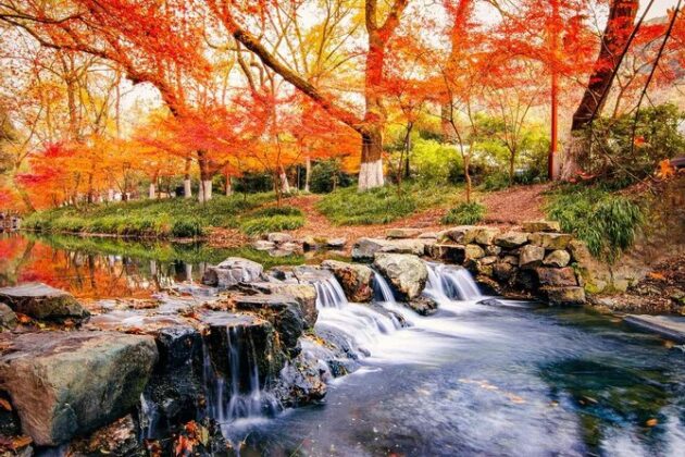 Nine Creeks in Misty Forest