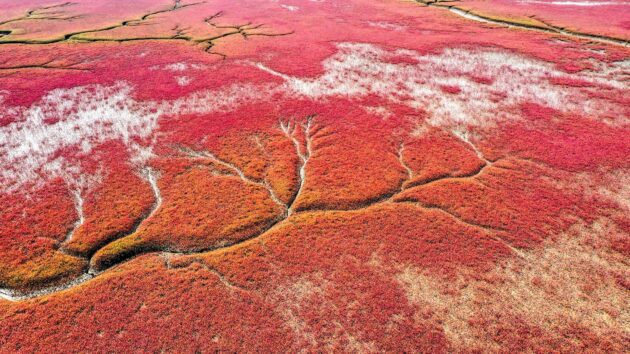 Panjin Red Beach
