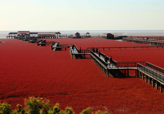 Panjin Red Beach
