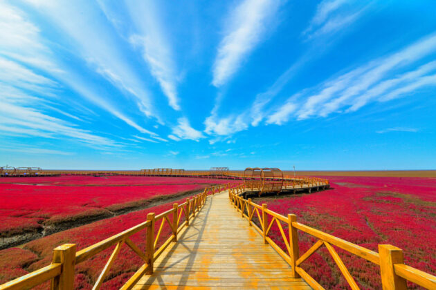 Panjin Red Beach (红海滩国家风景廊道)