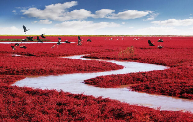 Panjin Red Beach