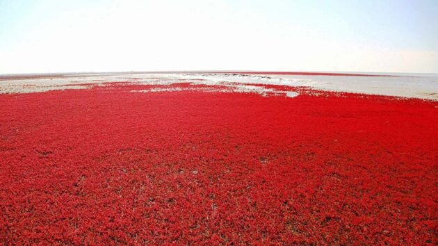 Panjin Red Beach