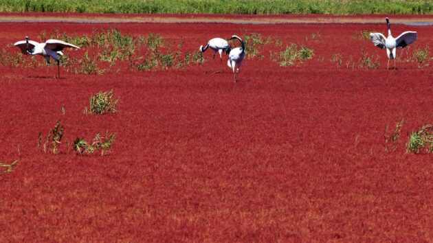 Panjin Red Beach