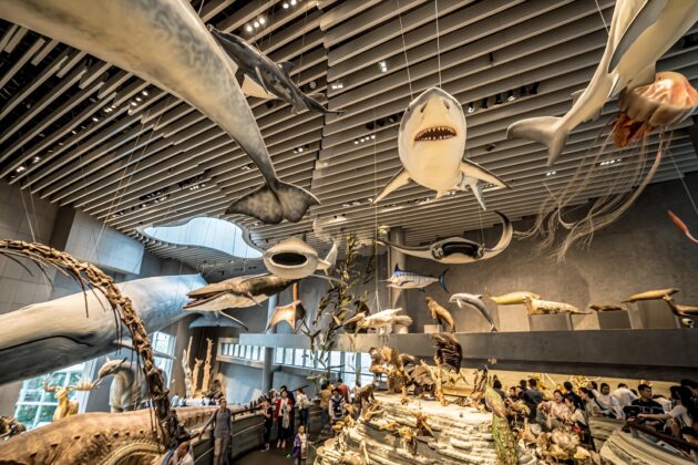 Shanghai Natural History Museum