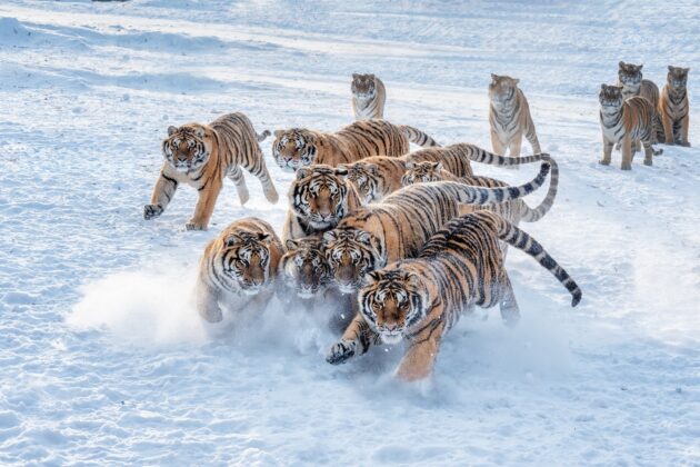 Siberian Tiger Park