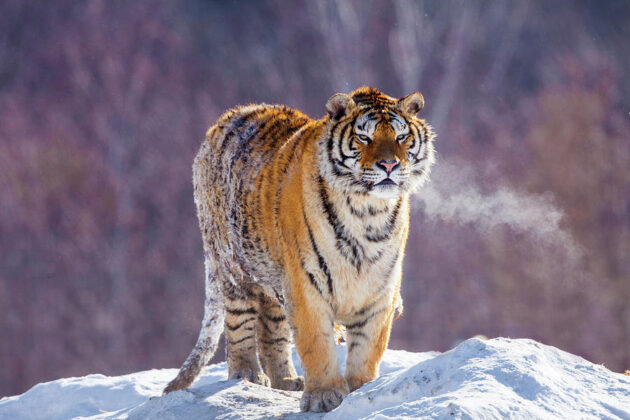 Siberian Tiger Park