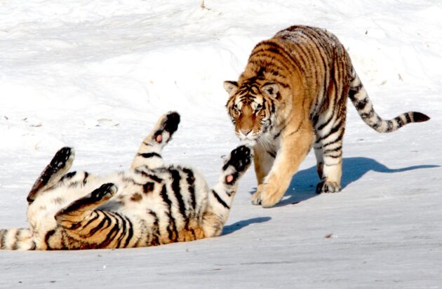 Siberian Tiger Park