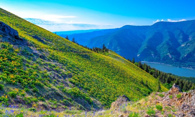 Dog Mountain Trail