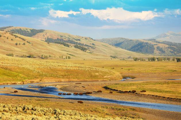 Lamar Valley