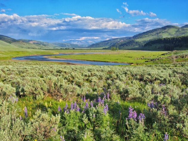 Lamar Valley