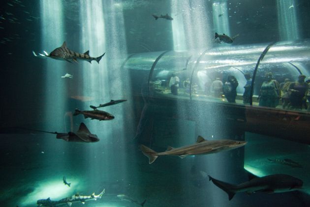 Oregon Coast Aquarium