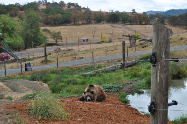 Wildlife Safari