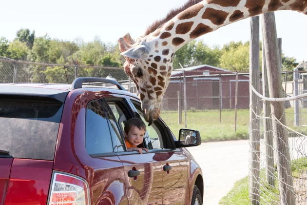 Wildlife Safari