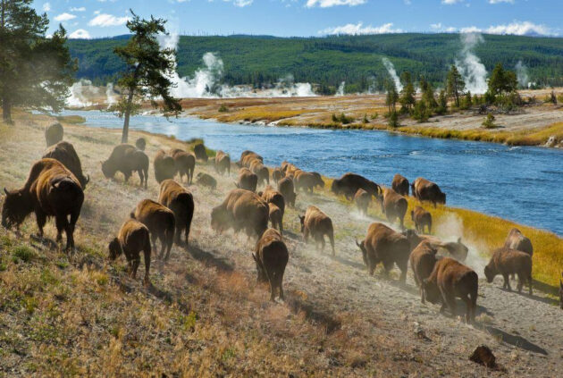 Wildlife Viewing Yellowstone