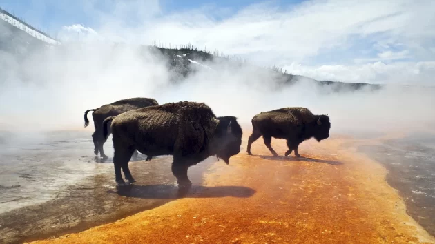 Wildlife Viewing Yellowstone