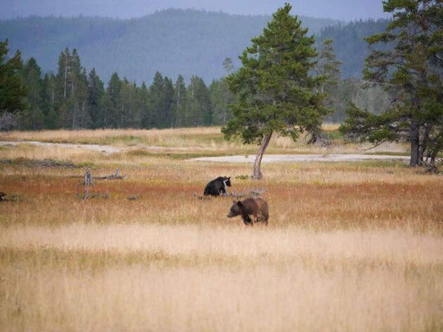 Wildlife Viewing Yellowstone
