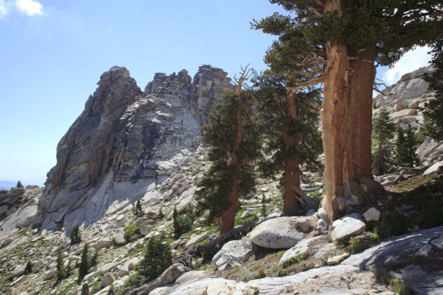 Alta Peak Trail