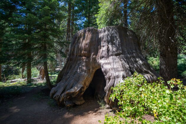 Big Stump Trail