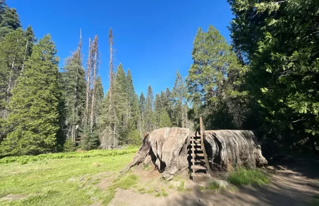 Big Stump Trail