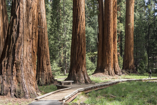 Big Trees Trail