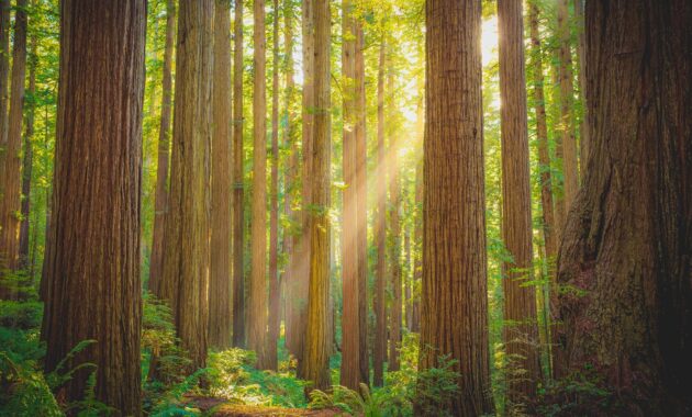Boy Scout Tree Trail
