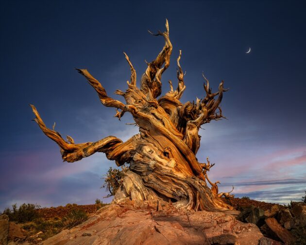 Bristlecone Pine Trail