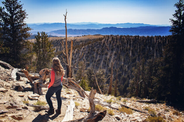 Bristlecone Pine Trail