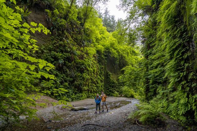 Fern Canyon