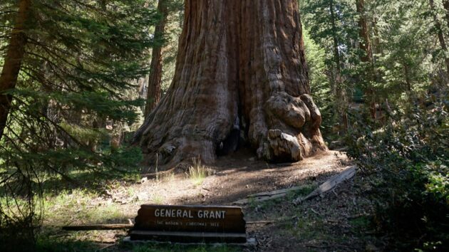 General Grant Tree