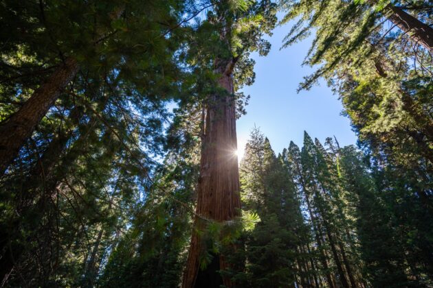 General Grant Tree