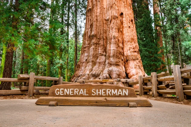 General Sherman Tree