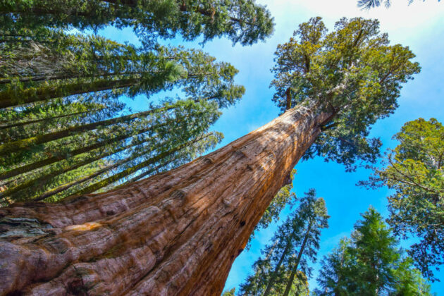 General Sherman Tree