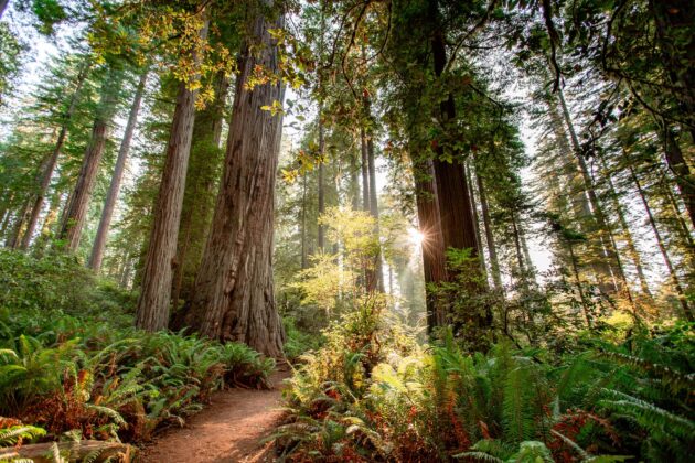 Lady Bird Johnson Grove