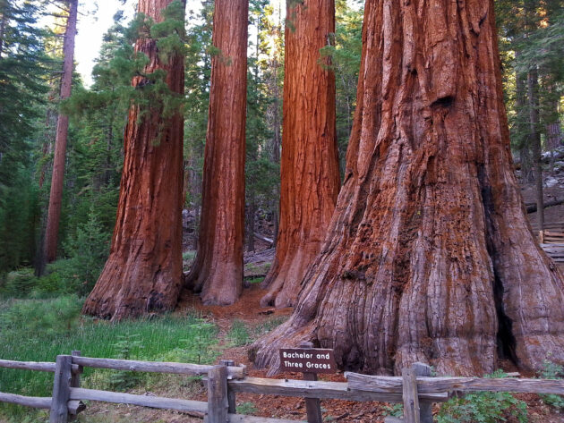 Mariposa Grove