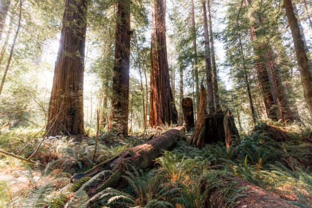 Tall Trees Grove