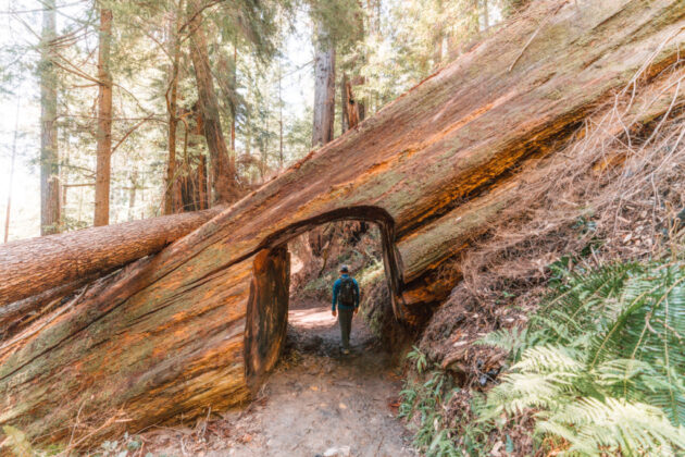 Tall Trees Grove