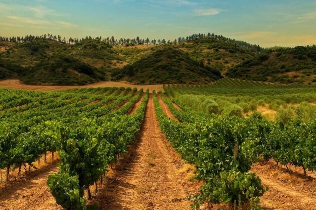 Verde Valley Wine Trail