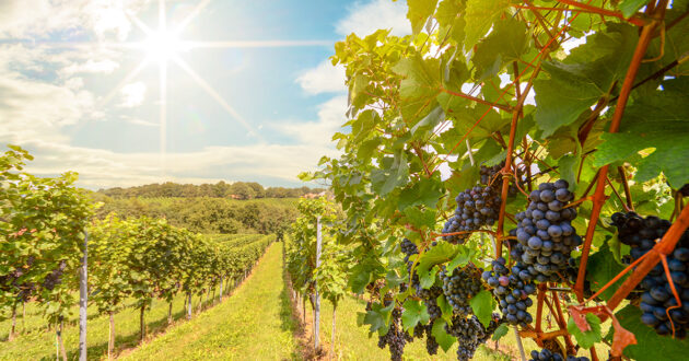 Verde Valley Wine Trail