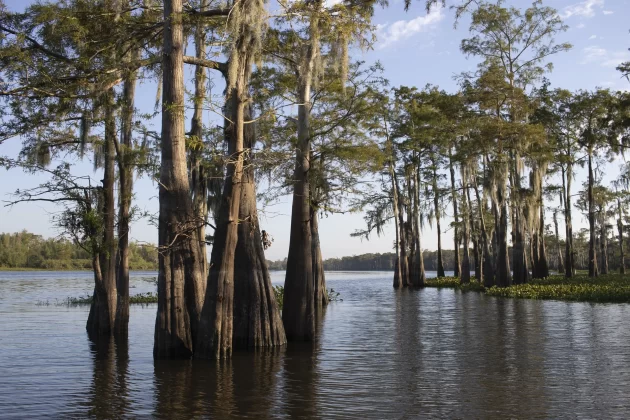 Atchafalaya Basin