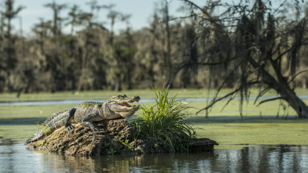 Atchafalaya Basin